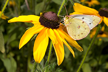 Rudbeckia hirta with Orange Sulphur butterfly
