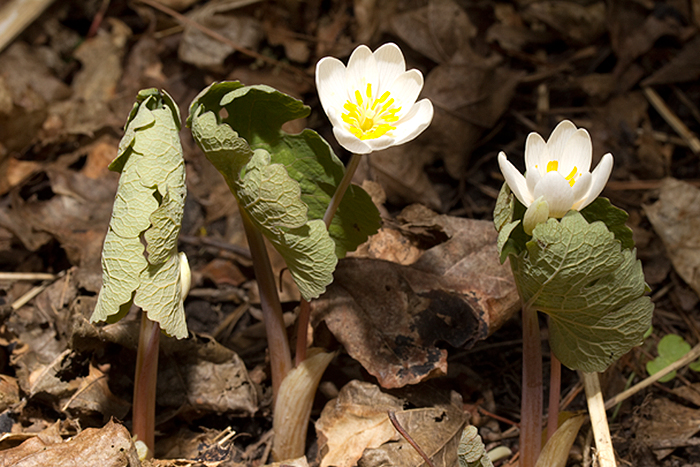 Bloodroot flowers