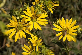 Silphium integrifolium