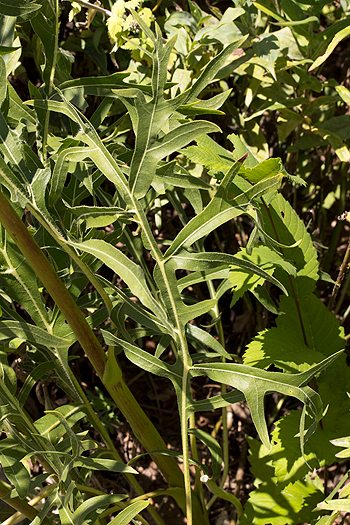 Leaves of silphium laciniatum
