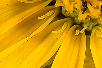 Fertile ray flowers of Silphium