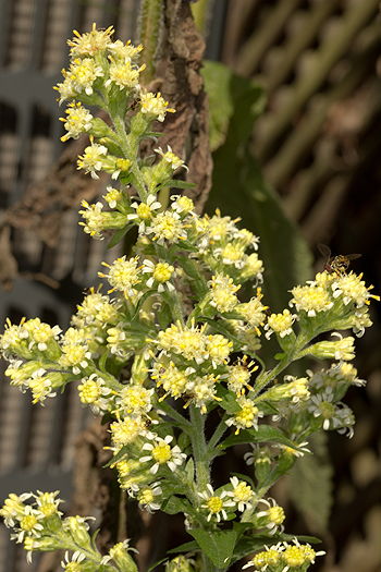 Solidago bicolor