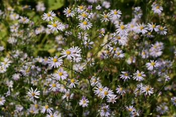 Sky blue aster