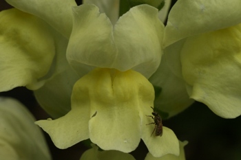 snapdragon1