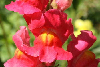 Red snapdragon