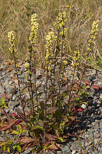 Solidago bicolor
