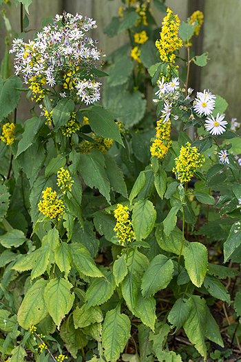 Solidago flexicaulis
