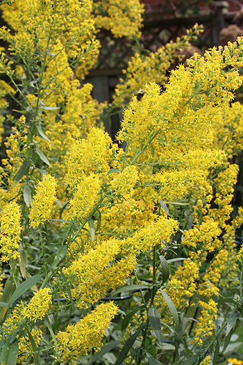 Solidago speciosa