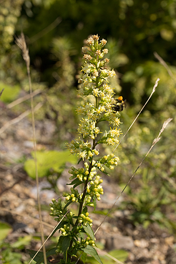 Solidago bicolor