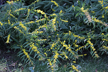 Solidago caesia