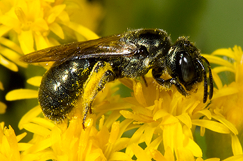 Solidago with Ceratina