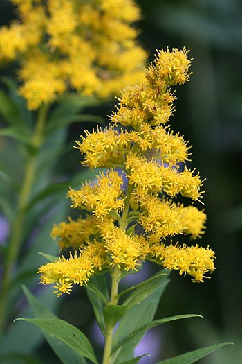 Solidago terminal flower cluster