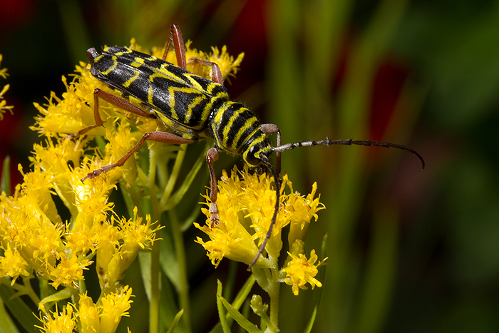 Locust borer on Solidago gymnospermoides