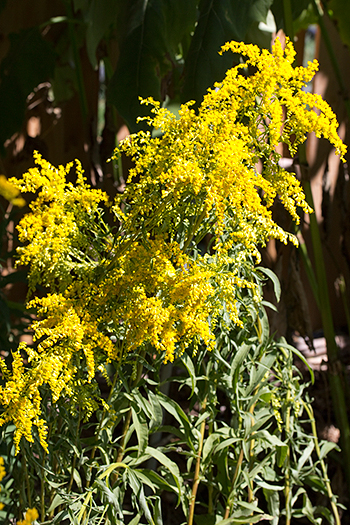 Solidago juncea