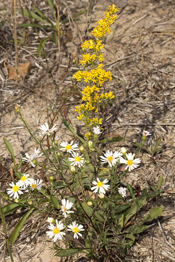 Solidago nemoralis