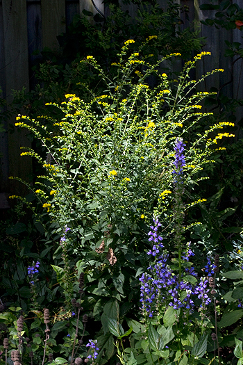 Solidago patula