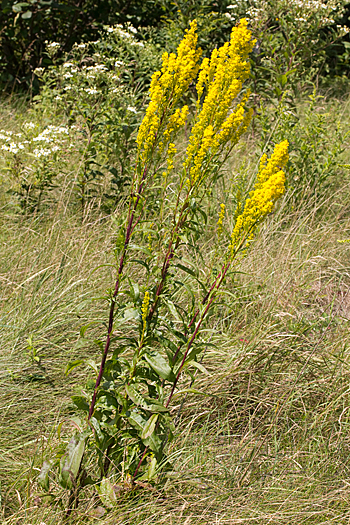 Solidago puberula