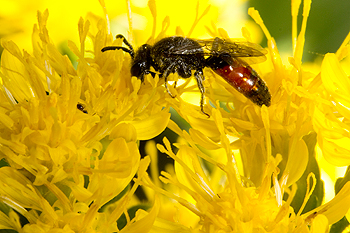 Solidago rigida