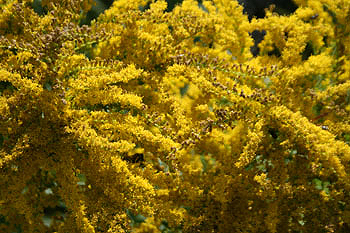 Solidago rugosa