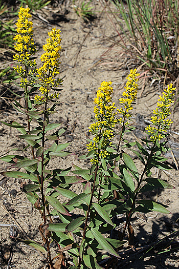 Gillman's goldenrod