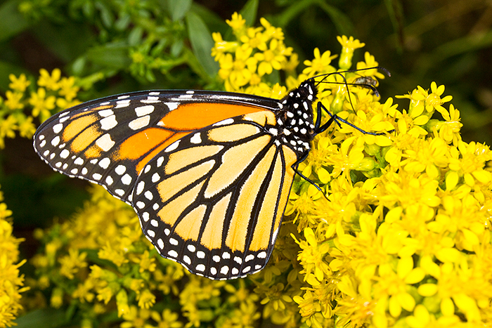 Solidago speciosa with Monarch