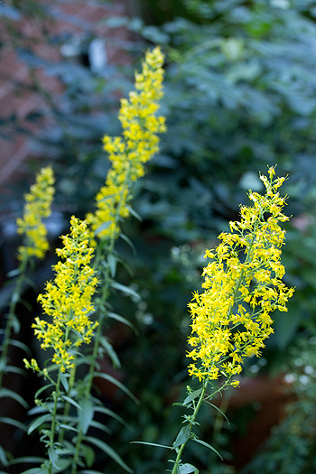 Solidago speciosa