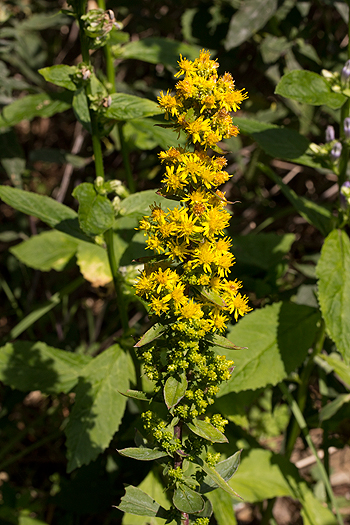 Solidago squarrosa