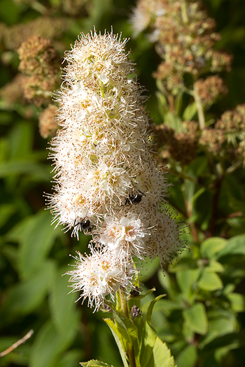 Spiraea alba