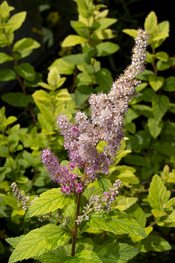 Spiraea tormentosa