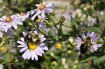Symphyotrichum laeve
