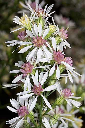 Calico aster