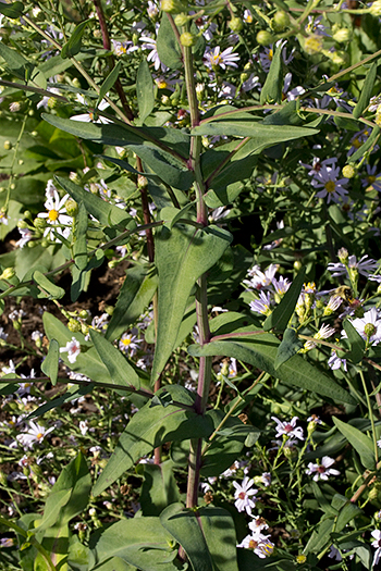 Symphyotrichum laeve