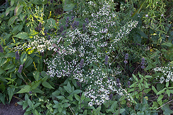 Symphyotrichum lateriflorum