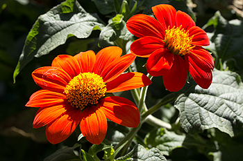 Tithonia flowers with leaves
