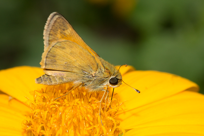 Tithonia with skipper