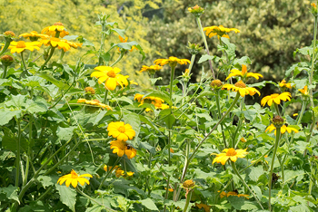 Tithonia fully grown