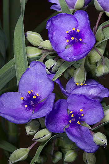 Tradescantia flowers