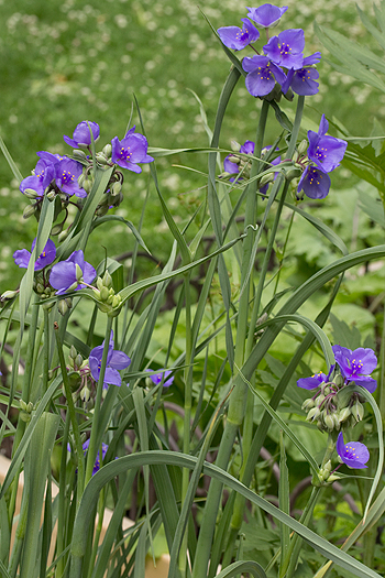 Tradescantia in a pot