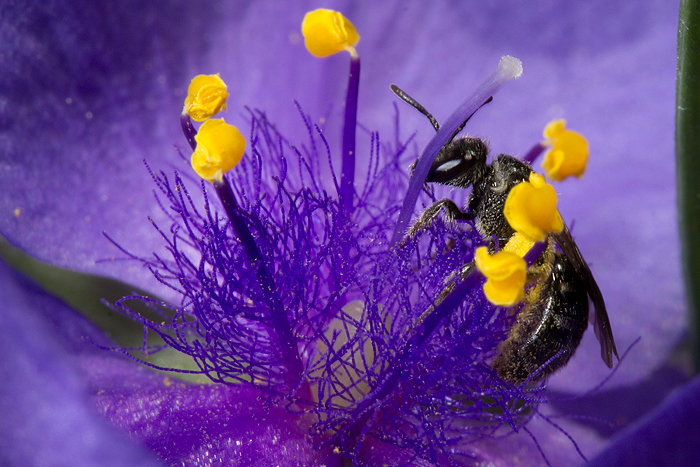 Tradescantia with Lassioglossum