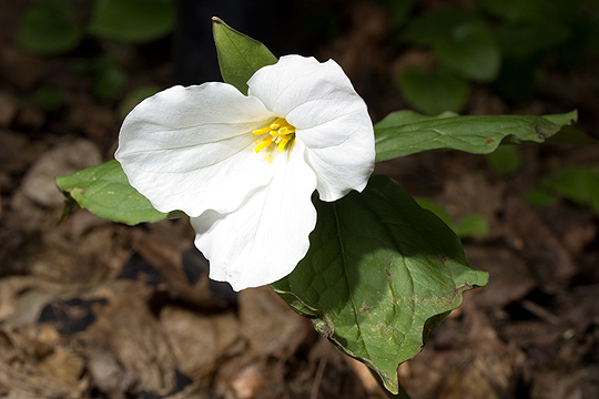 Great White Trillium