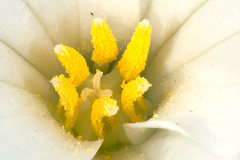 Flowers of Great White Trillium have six stamens and a central stigma
