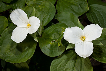 Trillium grandiflorum flower