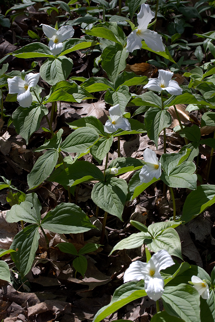 Trillium grows in patches