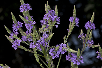 Verbena hastata flowerhead