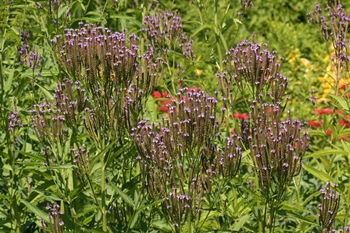 Verbena_hastata