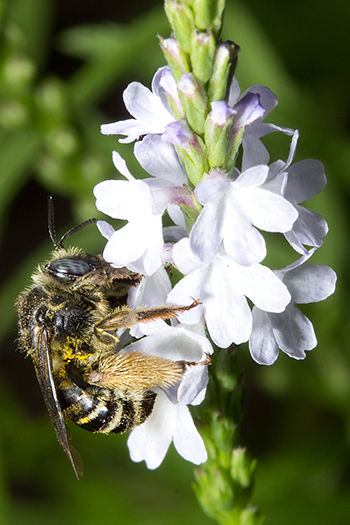 Long horned bee on Verbena simplex