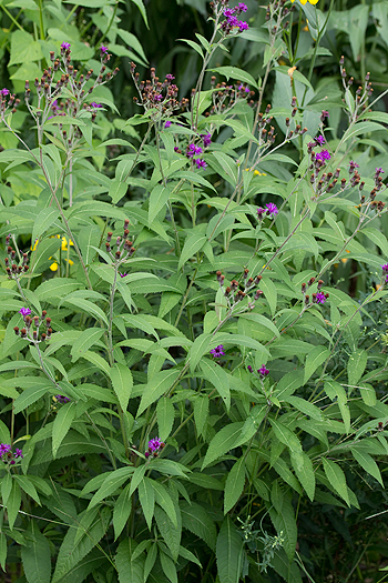 Vernonia missurica