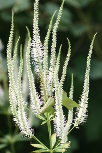 Culver's Root