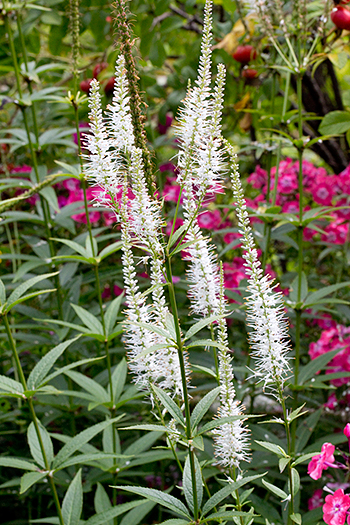Culver's root with foliage