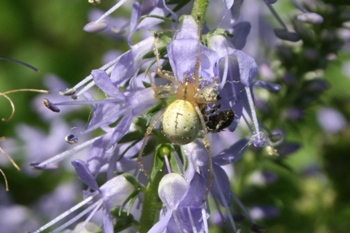 Veronica with spider